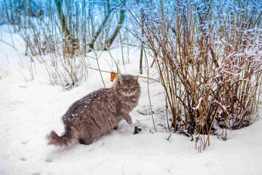 Siberian Cat Long Haired Cat