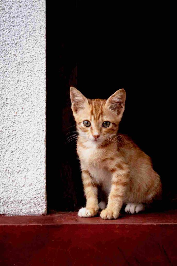 Highlander Cat