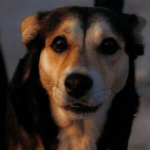 Best Dry Dog Food For Skin Allergies