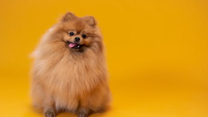 Best Dry Dog Food for Skin Allergies