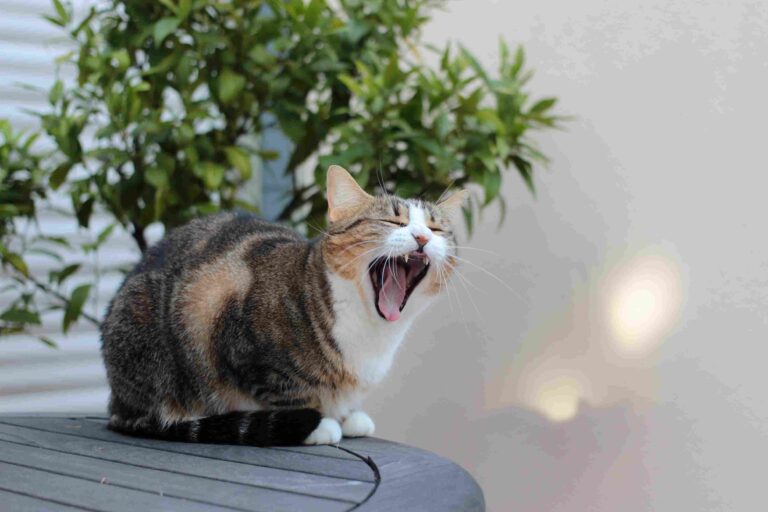 Cat Heavy Breathing