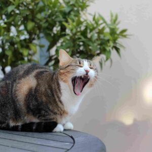 Cat Heavy Breathing