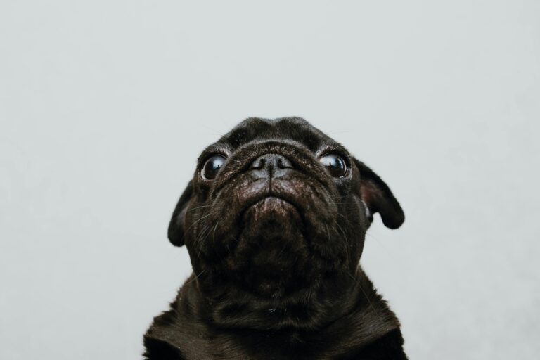Austrian Dog Breeds