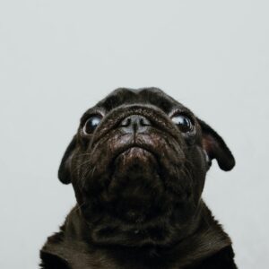Austrian Dog Breeds