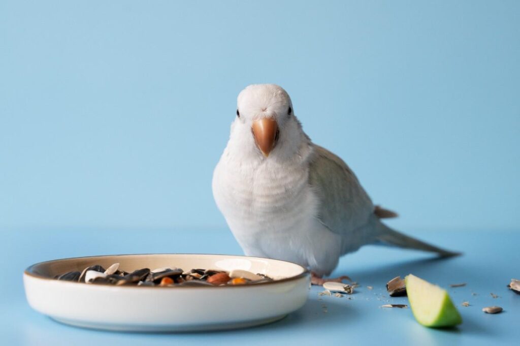 Bird Calcium