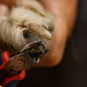 Dog Nail Care
