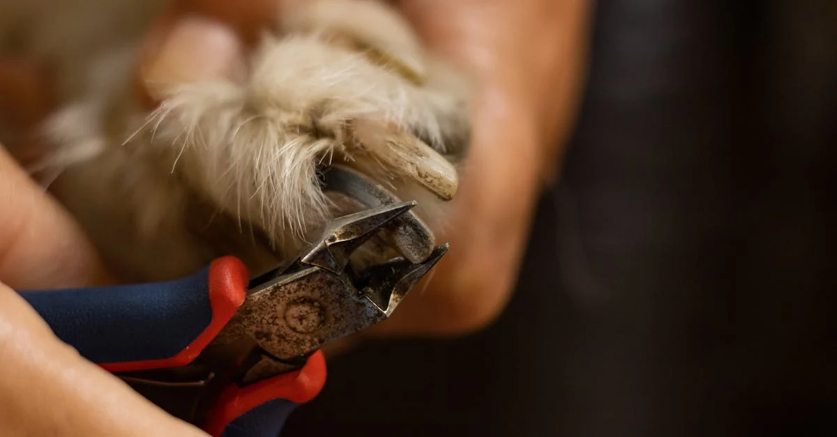 Dog Nail Care