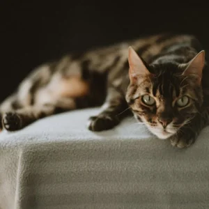 Natural Cat Pain Relief