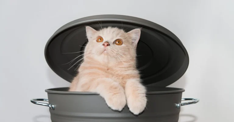Scottish Cat Breeder