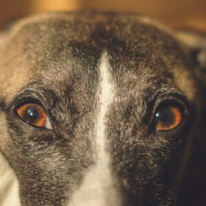 Whippet Mix Breeds