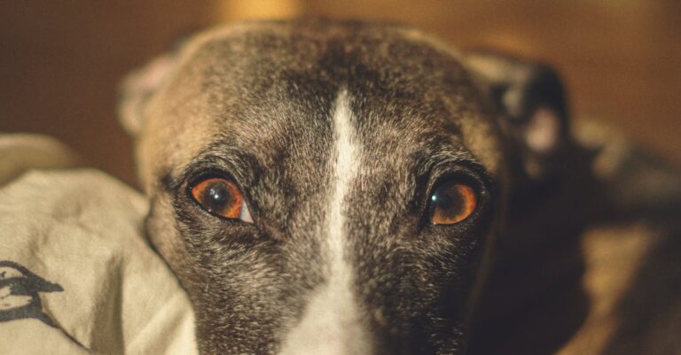 Whippet Mix Breeds