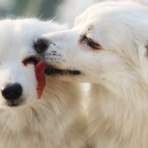 Why Do Dogs Lick the Floor