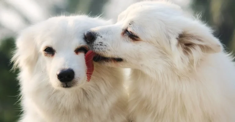 Why Do Dogs Lick the Floor