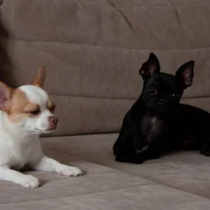 tiny brown hunting dogs