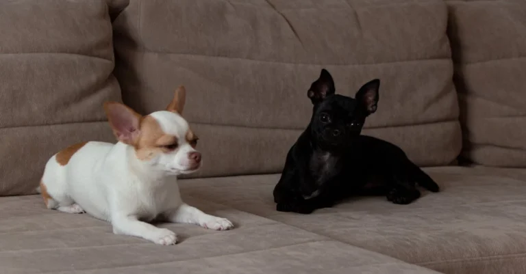 tiny brown hunting dogs