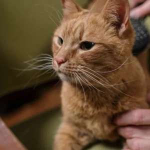 Cat Broken Leg