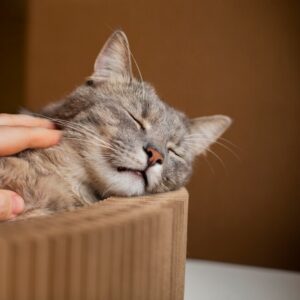 Cat Hyperthyroidism
