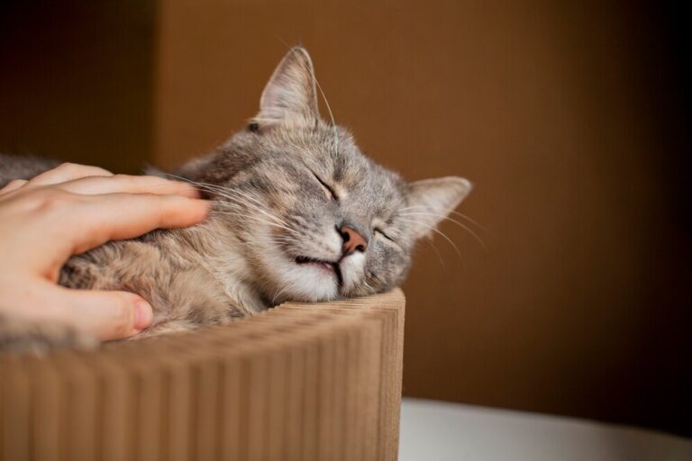 Cat Hyperthyroidism