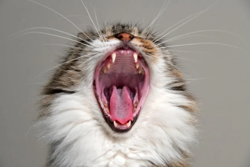 Cat Tooth Loss