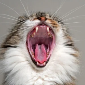 Cat Tooth Loss