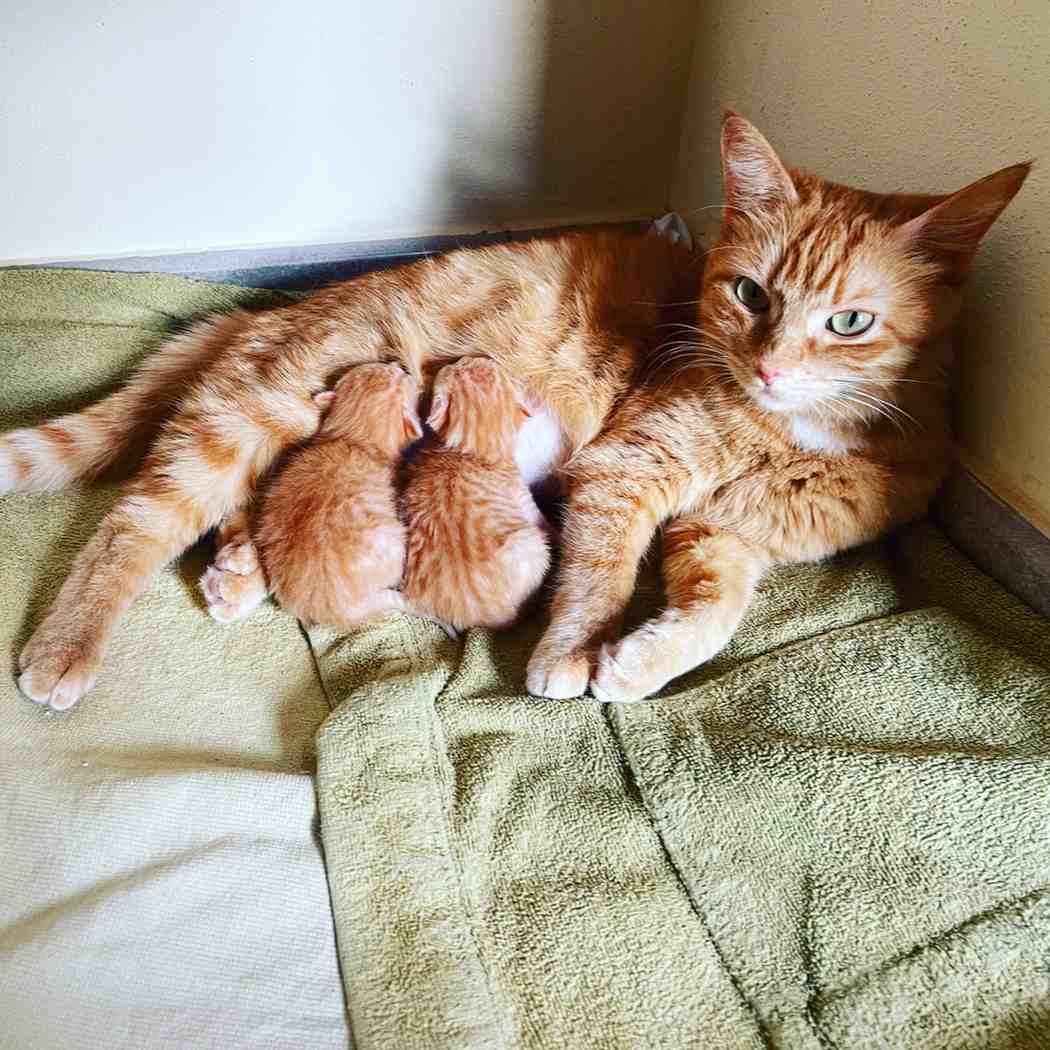 Cat Pregnancy