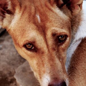 Dog Ear Odor