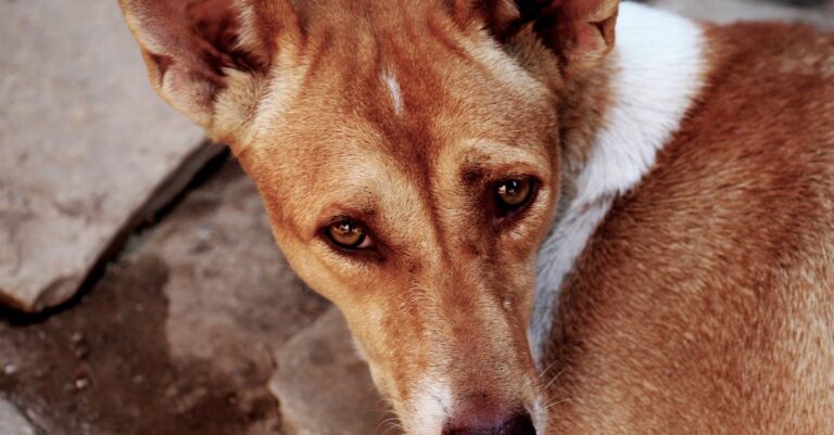 Dog Ear Odor
