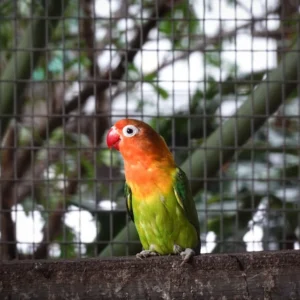 Lovebird Wing Care