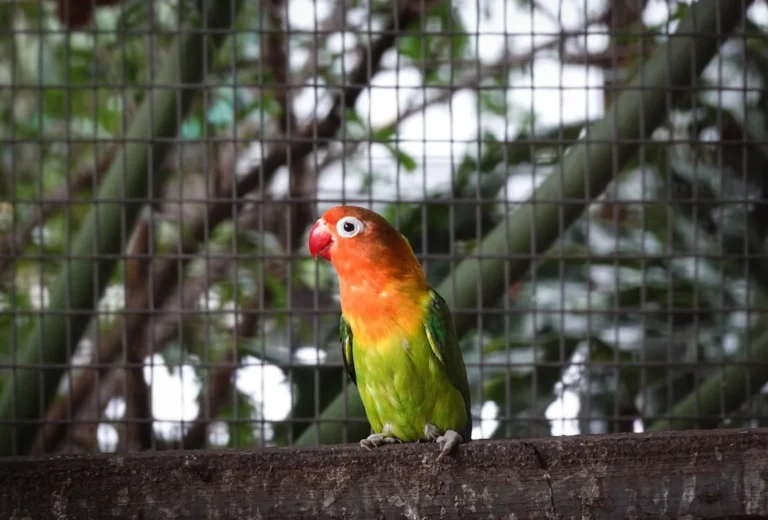 Lovebird Wing Care
