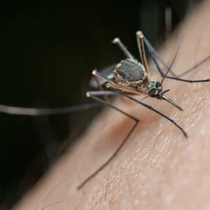 Mosquito Bites in Cats