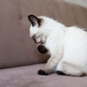 Mucus Plug in Cats