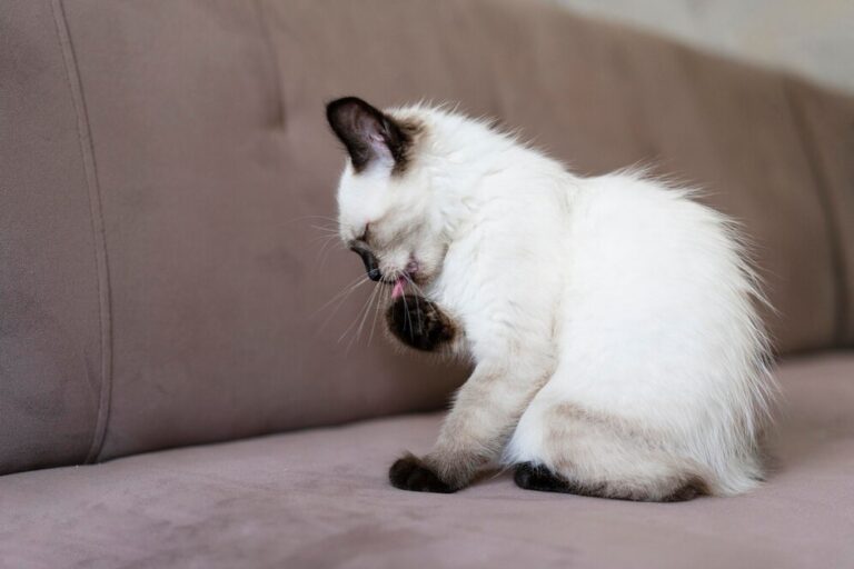 Mucus Plug in Cats