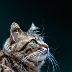 Natural Pain Relief for Cats