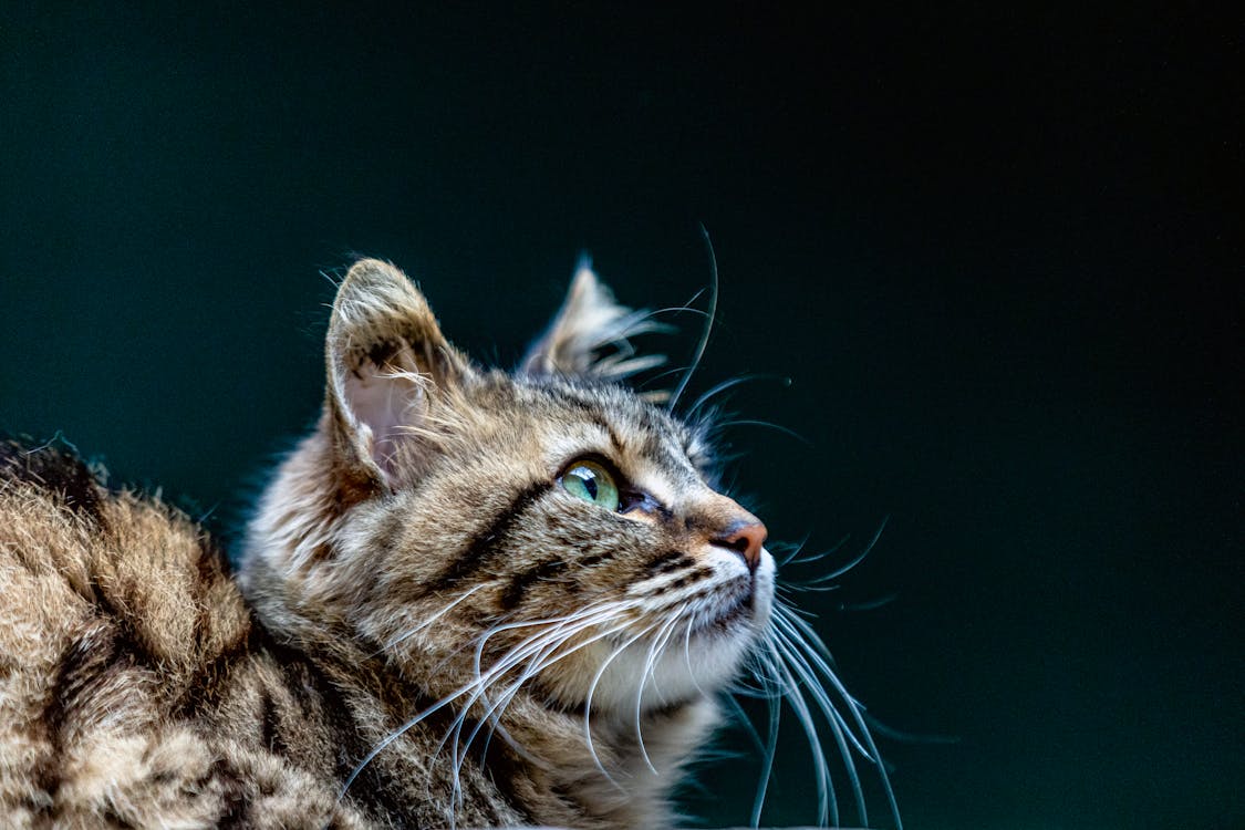Natural Pain Relief for Cats